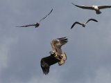 visarend2 (3)